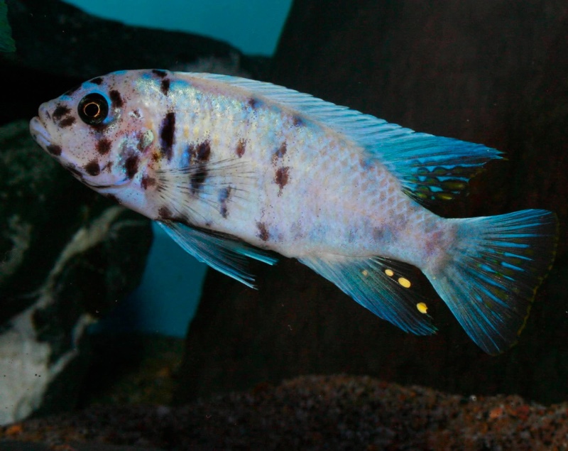Maylandia zebra 'Mitande Reef (Rocks)'